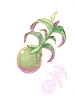 Underripe Yggseed