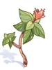 Poison Herb Makulata
